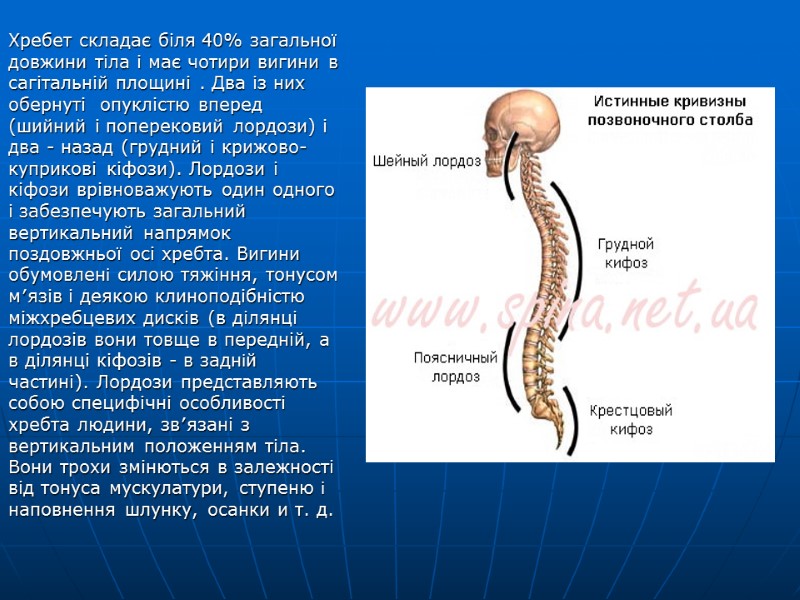 Хребет складає біля 40% загальної довжини тіла і має чотири вигини в сагітальній площині